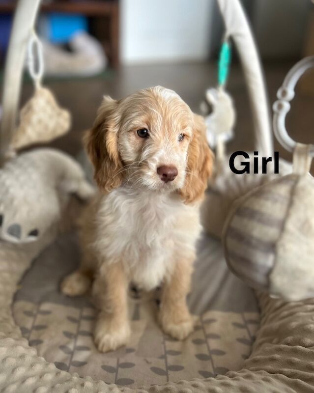 3 delightful cockapoo girls and boy puppies - Image 4 of 4
