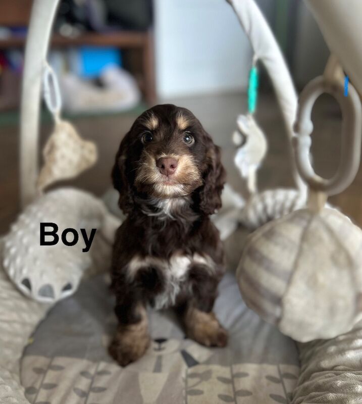 4 delightful cockapoos ready for their homes now - Image 3 of 5
