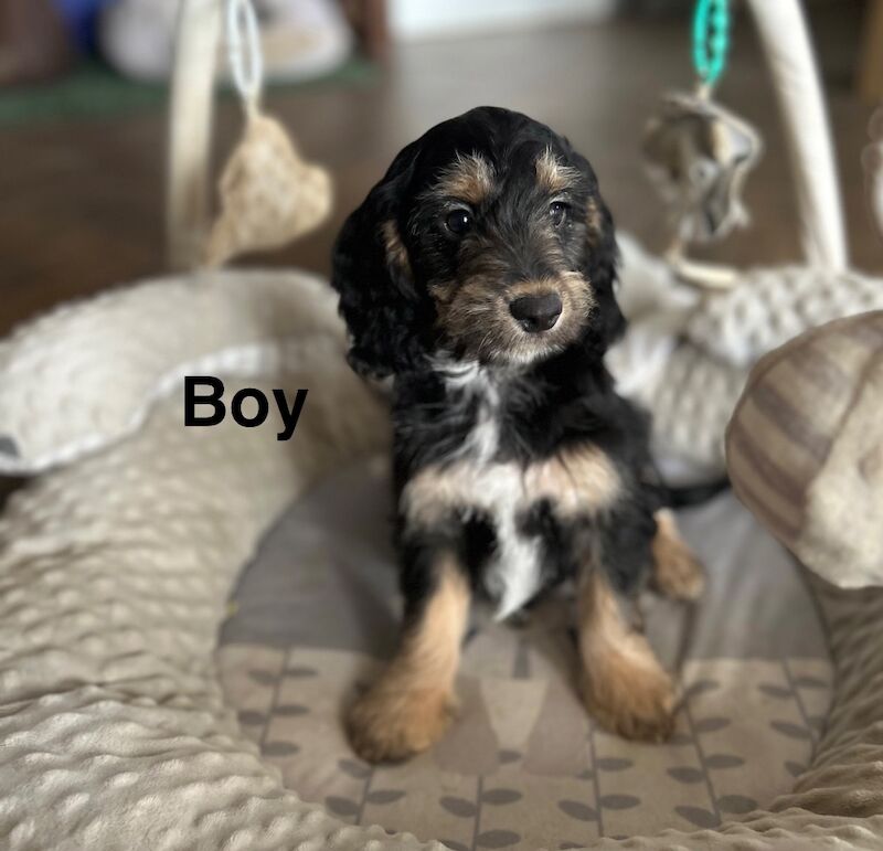 4 delightful cockapoos ready for their homes now - Image 4 of 5
