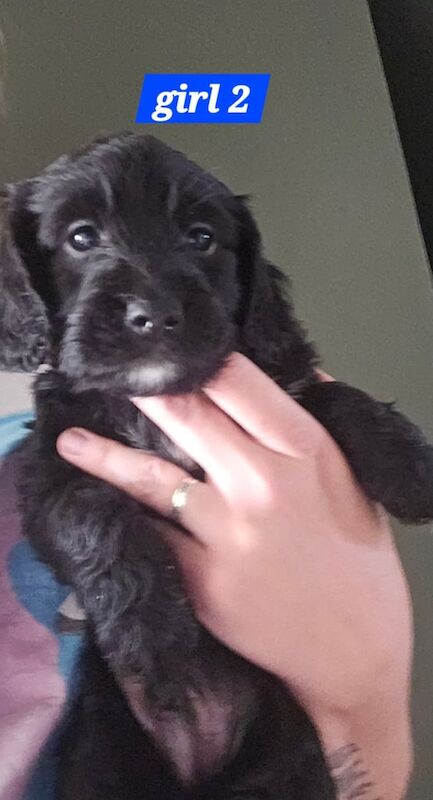 4 f2 cockapoos - Image 2 of 3