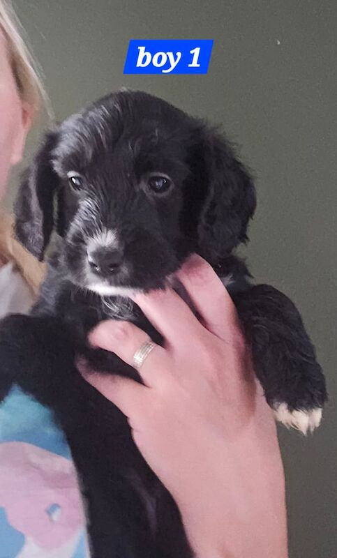 4 f2 cockapoos - Image 3 of 3