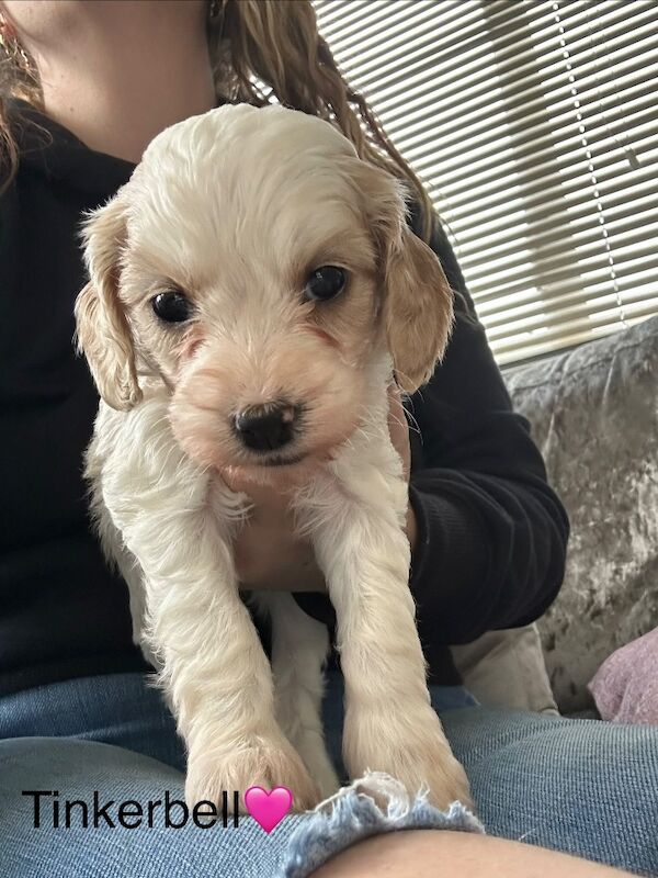 Cockapoo puppies for sale in Staplehurst, Kent – 7 weeks old