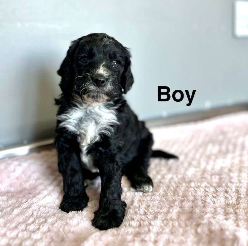 4 gorgeous cockapoo girls and boy available - Image 2 of 5