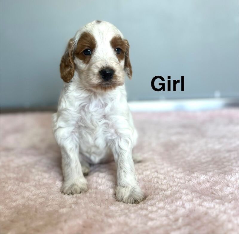 4 gorgeous cockapoo girls and boy available - Image 3 of 5