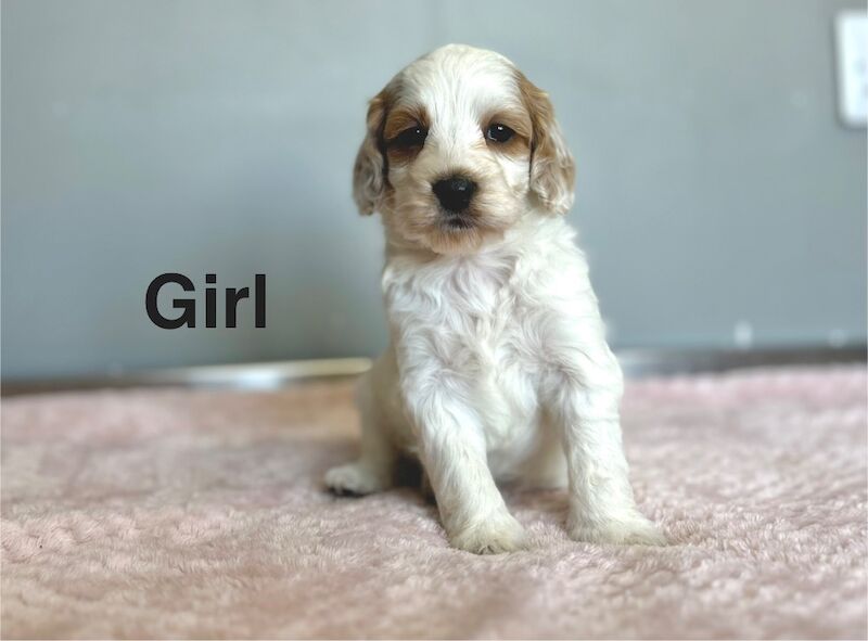 4 gorgeous cockapoo girls and boy available - Image 4 of 5