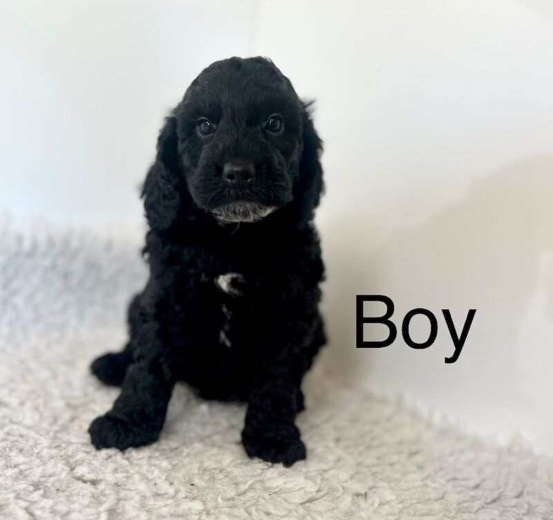 4 gorgeous cockapoo puppies ready now for sale in Upwell Norfolk | Image 4