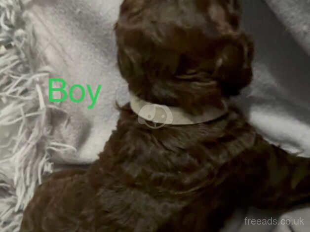 Cockapoo puppies for sale in Swansea/Abertawe, Swansea – 1 year old - Image 5 of 5