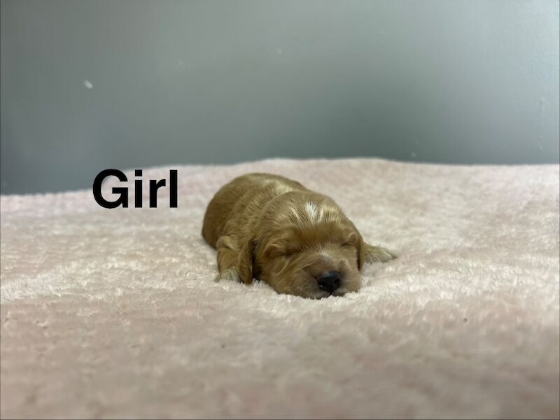 4 lovely cockapoo puppies ready 18th may - Image 2 of 5