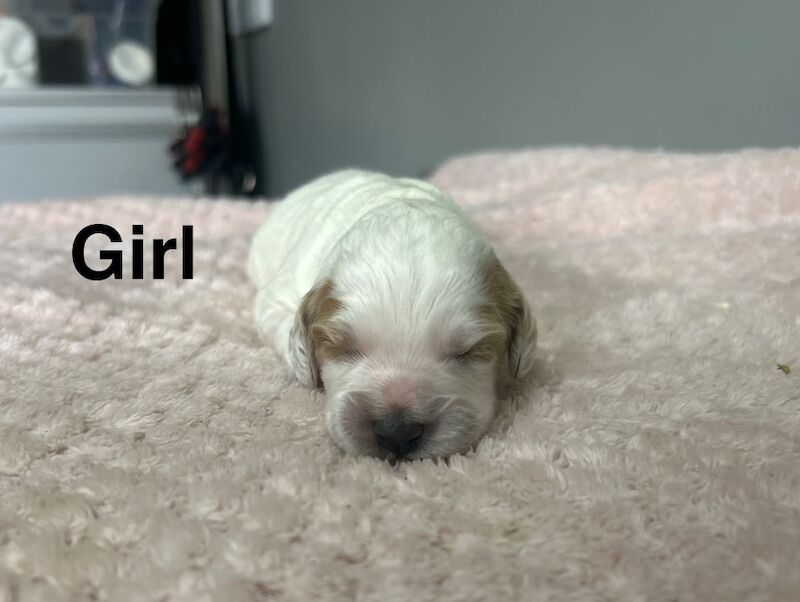 4 lovely cockapoo puppies ready 18th may - Image 4 of 5