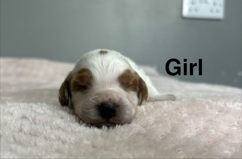 4 lovely cockapoo puppies ready 18th may - Image 5 of 5