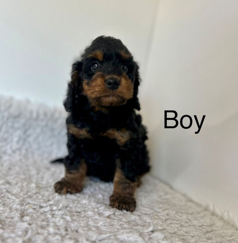 4 lovely cockapoo puppies ready soon for sale in Upwell, Norfolk