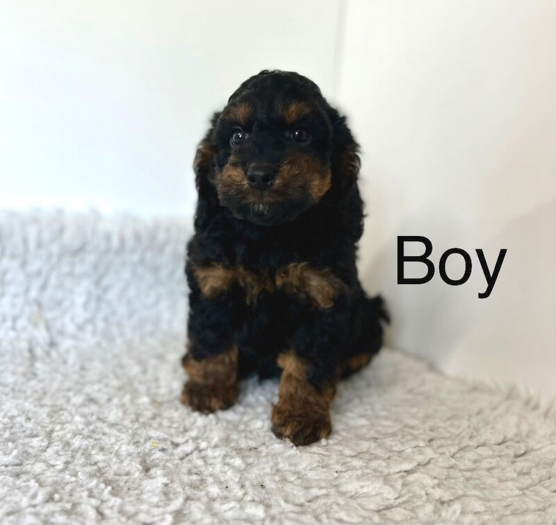 4 lovely cockapoo puppies ready soon for sale in Upwell, Norfolk | Image 2