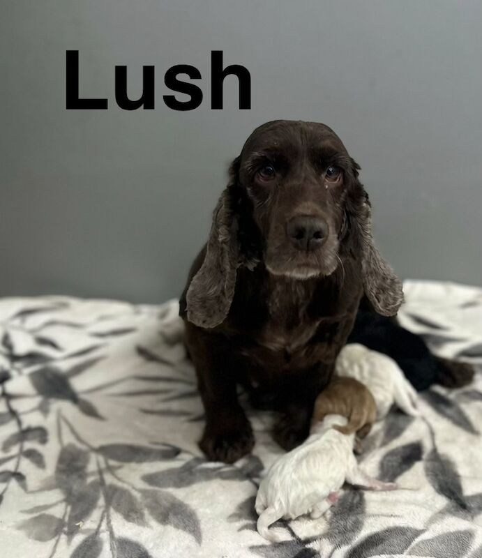 4 lovely cockapoo puppies ready to leave us from 18th may