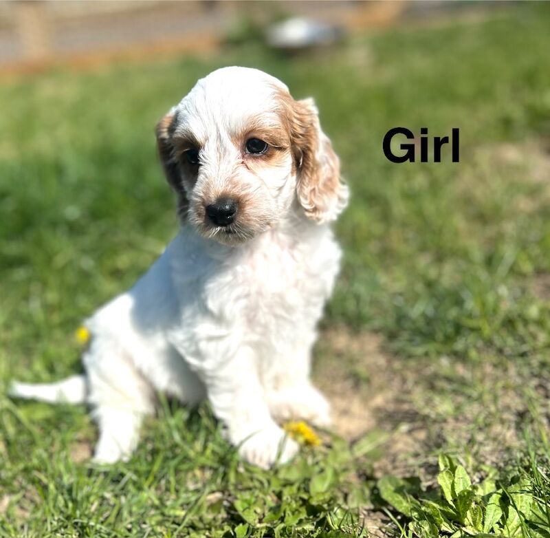 4 lovely cockapoo puppies ready to leave us from 18th may - Image 2 of 5