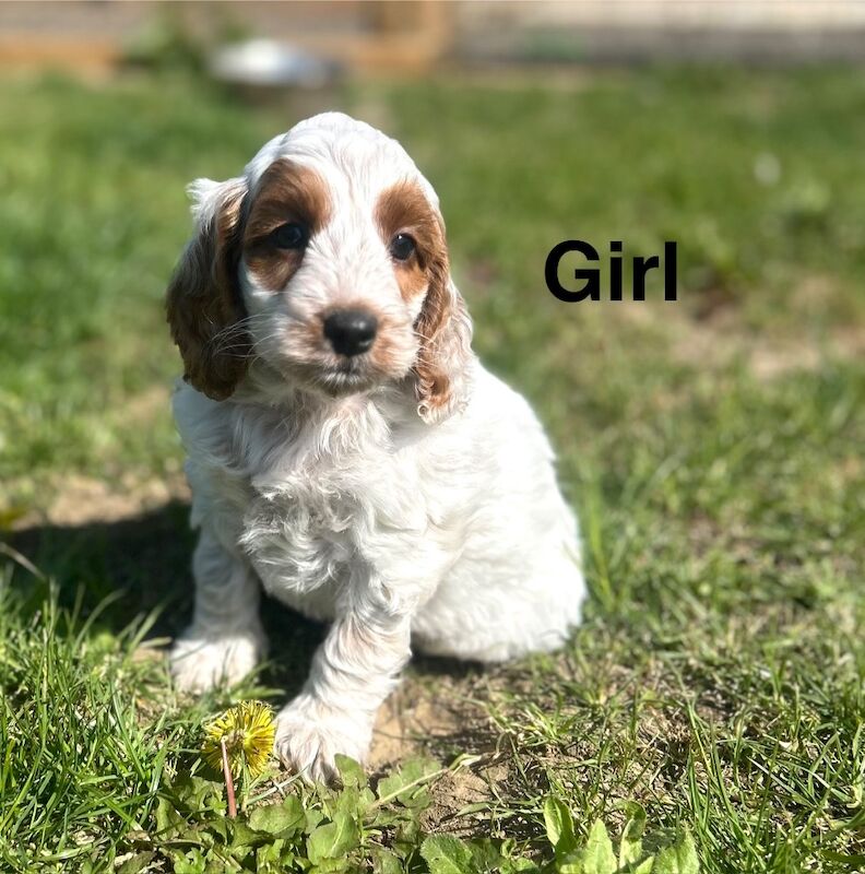 4 lovely cockapoo puppies ready to leave us from 18th may - Image 3 of 5