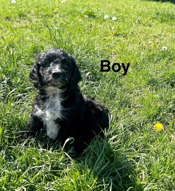 4 lovely cockapoo puppies ready to leave us from 18th may - Image 4 of 5