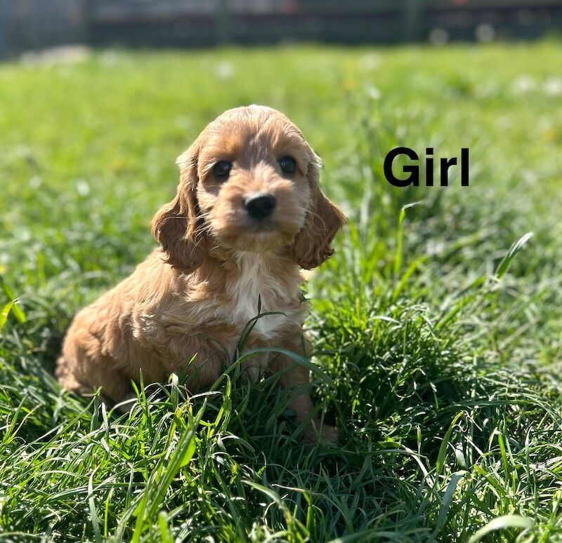 4 lovely cockapoo puppies ready to leave us from 18th may - Image 5 of 5