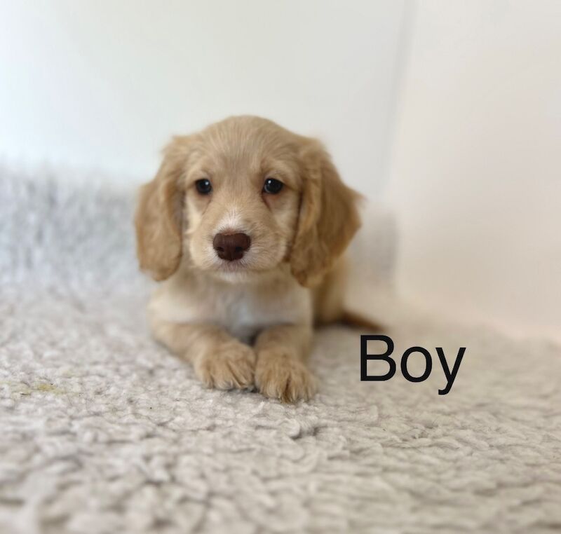 4 lovely cockapoos ready now for sale in Upwell, Norfolk