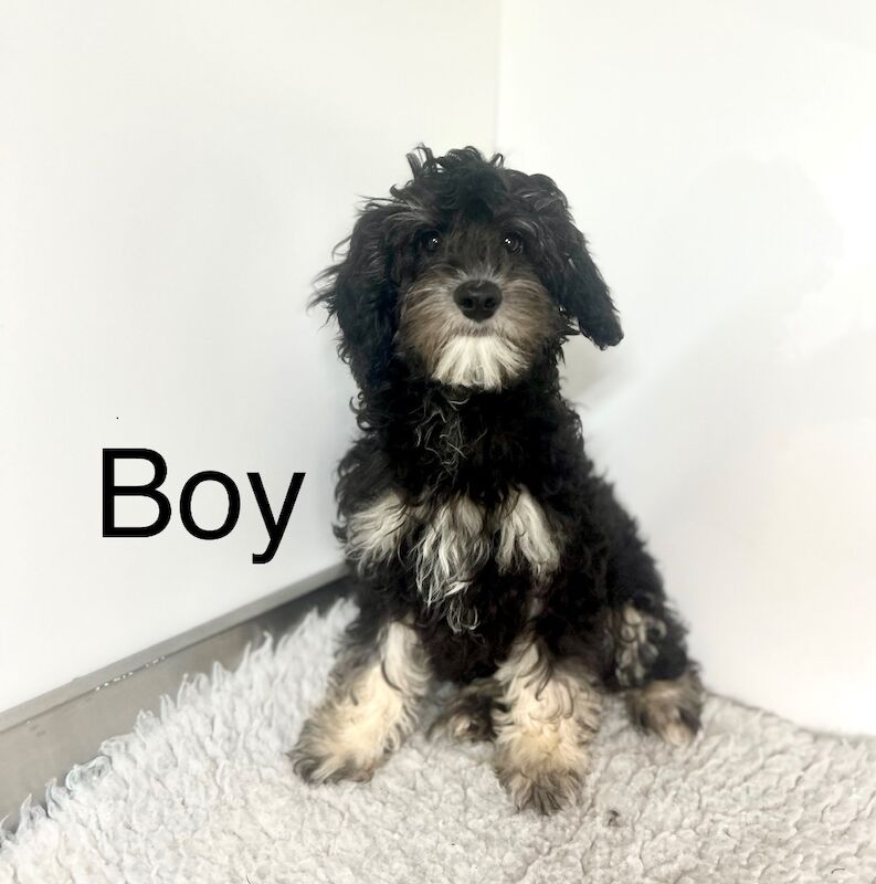 Cockapoo puppies for sale in Wisbech, Cambridgeshire – 4 months old - Image 4 of 5