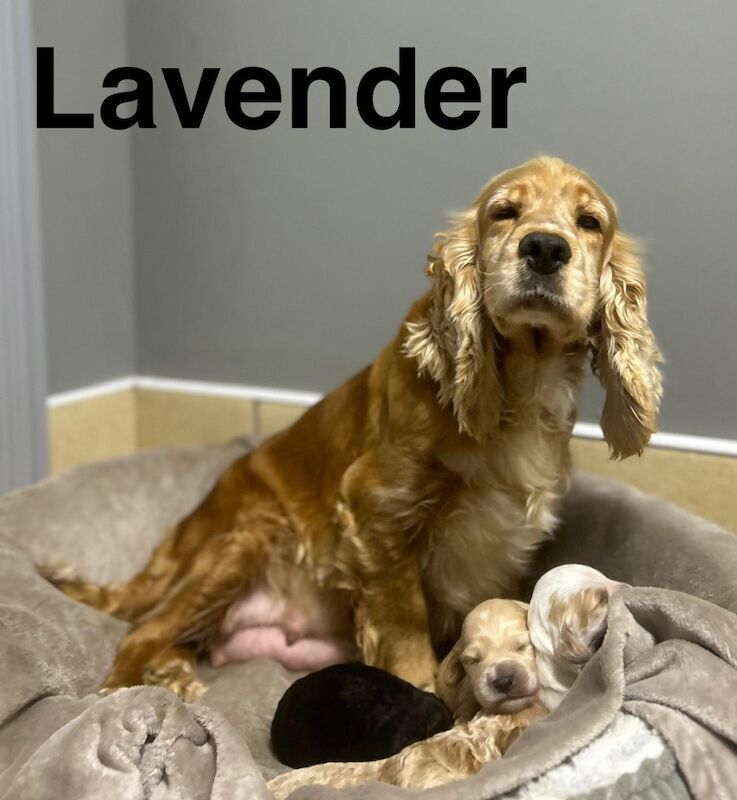 4 month old cockapoo girl ready now