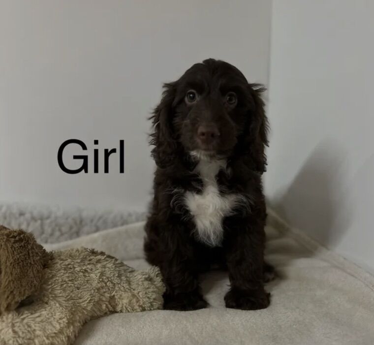 Cockapoo puppies for sale in Wisbech, Cambridgeshire – 4 months old - Image 3 of 5