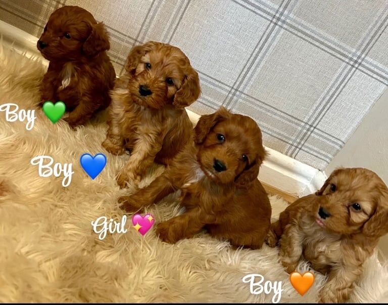 Cockapoo puppies for sale in Bishop Auckland, County Durham – 1 year old - Image 2 of 3