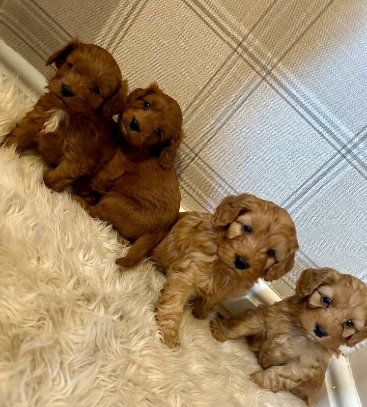 Cockapoo puppies for sale in Bishop Auckland, County Durham – 1 year old - Image 3 of 3