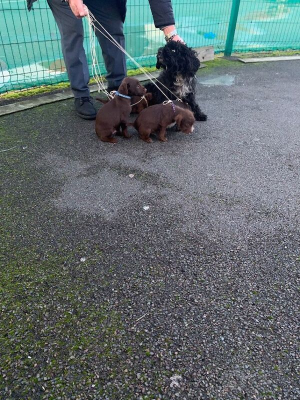 Cockapoo puppies for sale in Derby, Derbyshire – 4 months old - Image 2 of 4