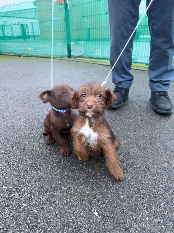 Cockapoo puppies for sale in Derby, Derbyshire – 4 months old - Image 3 of 4