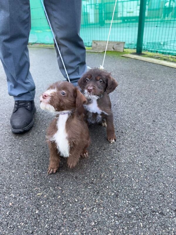 Cockapoo puppies for sale in Derby, Derbyshire – 4 months old - Image 4 of 4