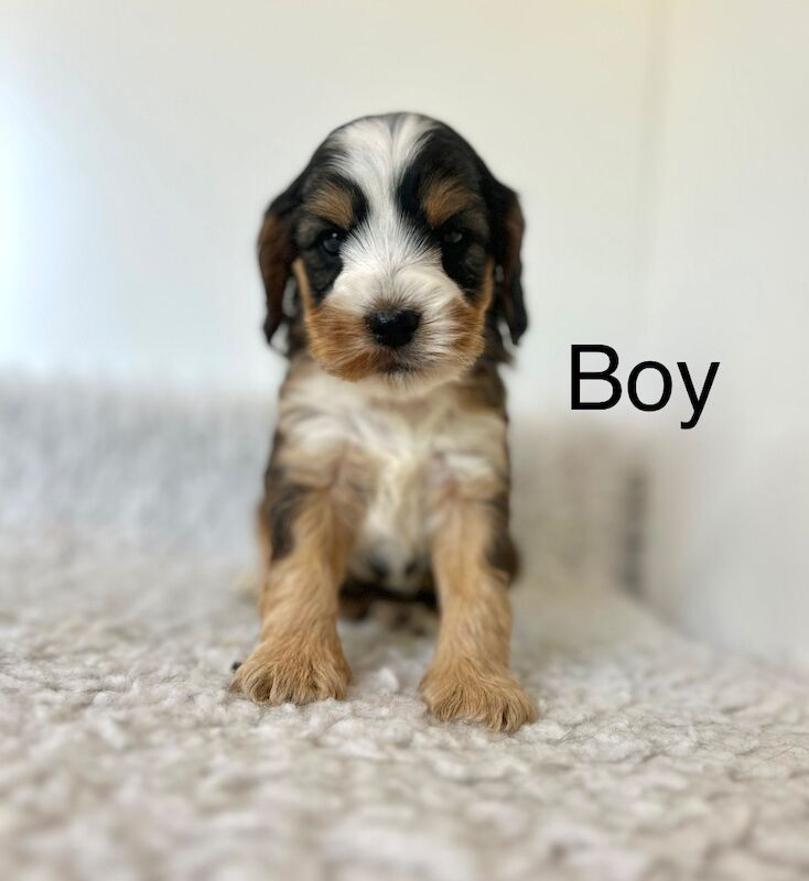 4 stunning cockapoo colours for sale in Upwell, Norfolk