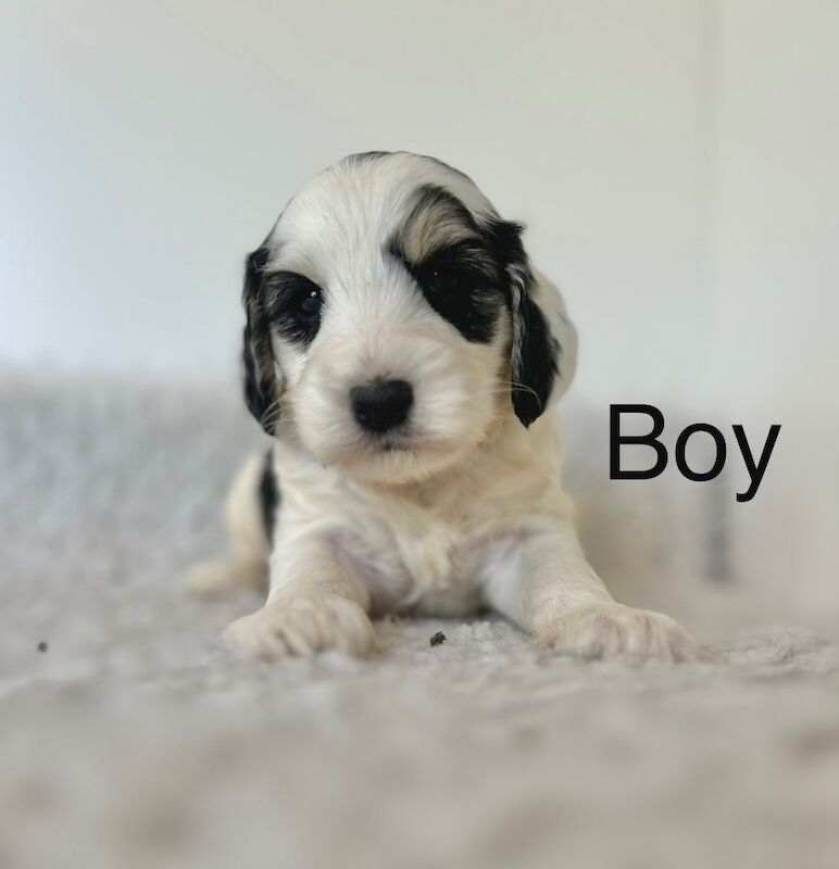 4 stunning cockapoo colours for sale in Upwell, Norfolk | Image 3