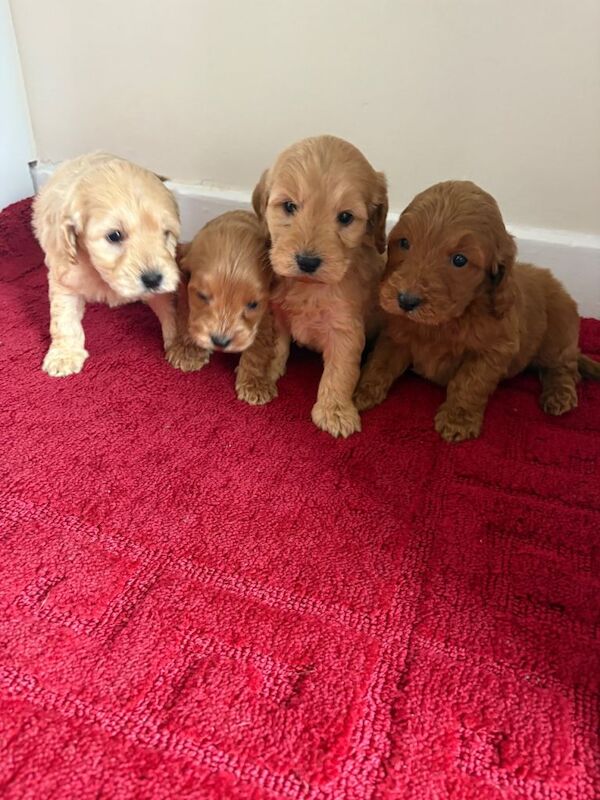 4 stunning cockapoo puppies for sale