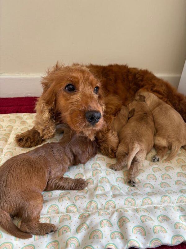 4 stunning cockapoo puppies for sale - Image 2 of 3
