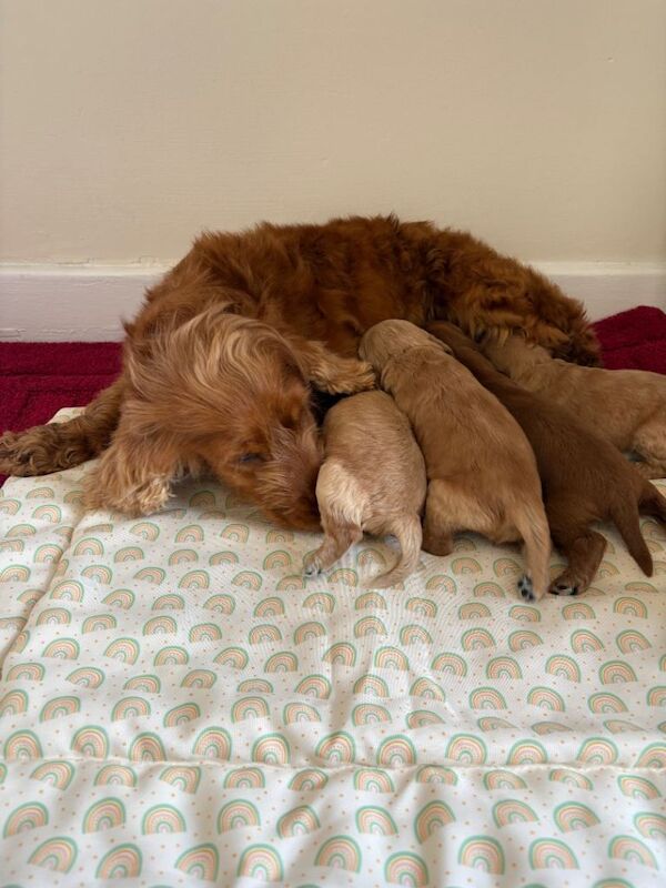 4 stunning cockapoo puppies for sale - Image 3 of 3
