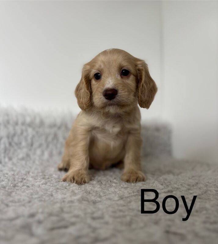 4 stunning Cockapoos puppies for sale in Upwell, Norfolk