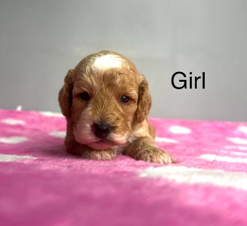 Cockapoo puppies for sale in Wisbech, Cambridgeshire – 3 weeks old