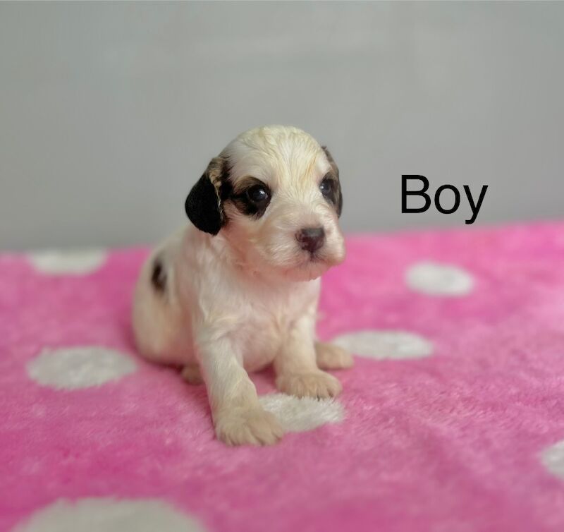 Cockapoo puppies for sale in Wisbech, Cambridgeshire – 3 weeks old - Image 2 of 5
