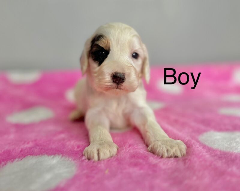 Cockapoo puppies for sale in Wisbech, Cambridgeshire – 3 weeks old - Image 3 of 5