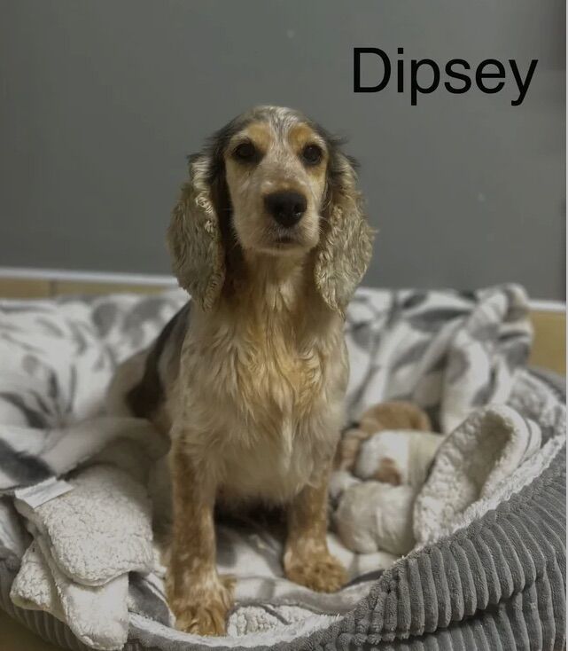 Cockapoo puppies for sale in Wisbech, Cambridgeshire – 3 weeks old - Image 4 of 5