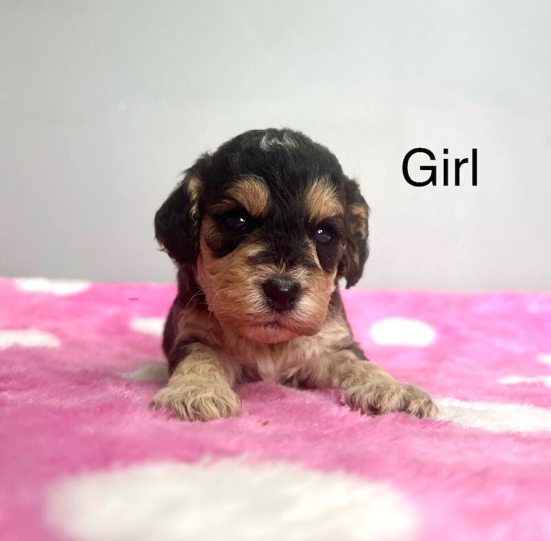 Cockapoo puppies for sale in Wisbech, Cambridgeshire – 3 weeks old - Image 5 of 5