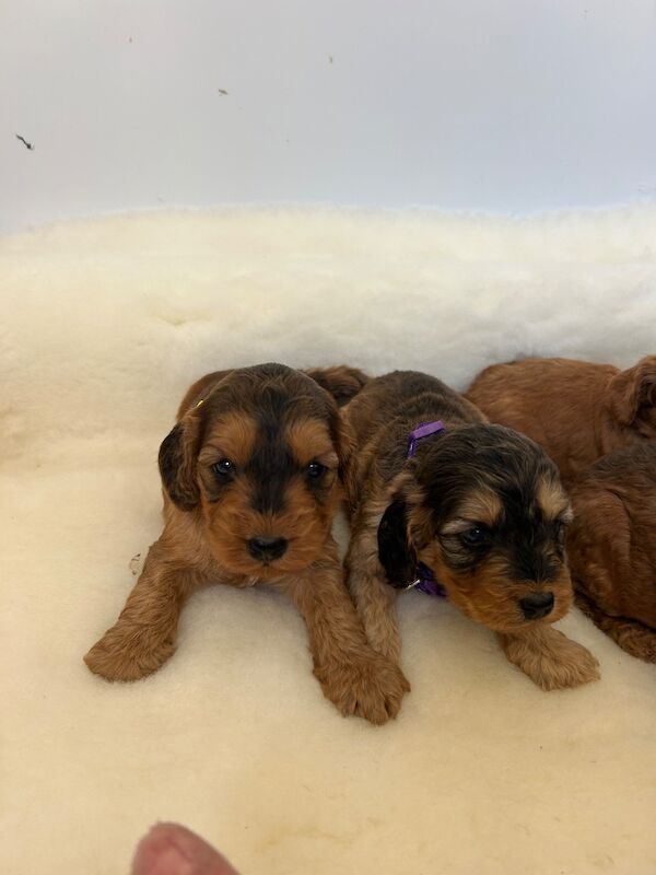 Miniature Cockapoo Puppies For Sale