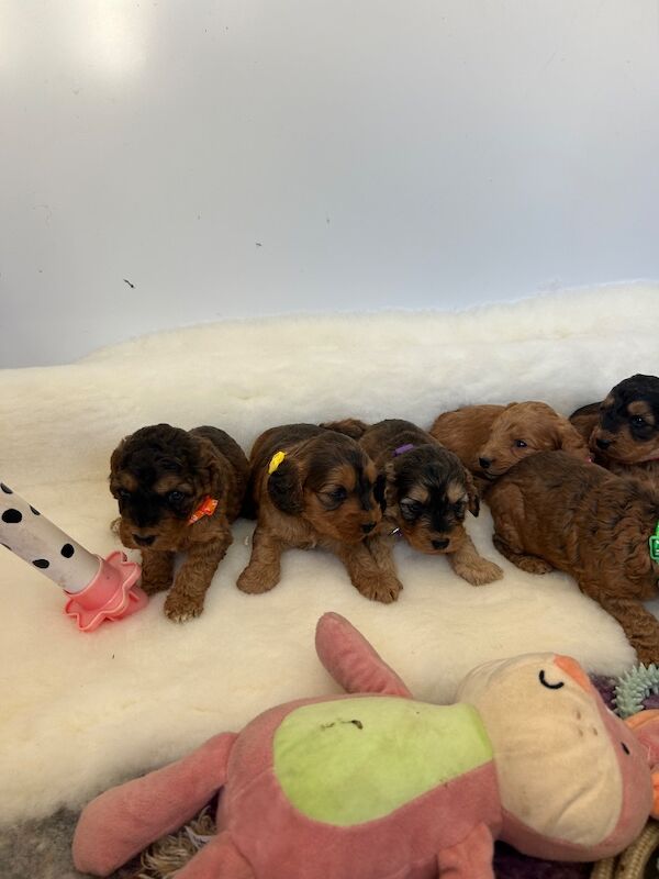4 stunning sisters available - Image 2 of 5