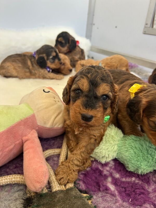 4 stunning sisters available - Image 5 of 5
