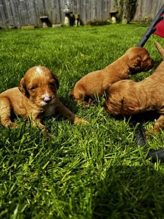 4 week old f2 beautiful boy cockapoo's for sale in Chirk Green, Wrexham