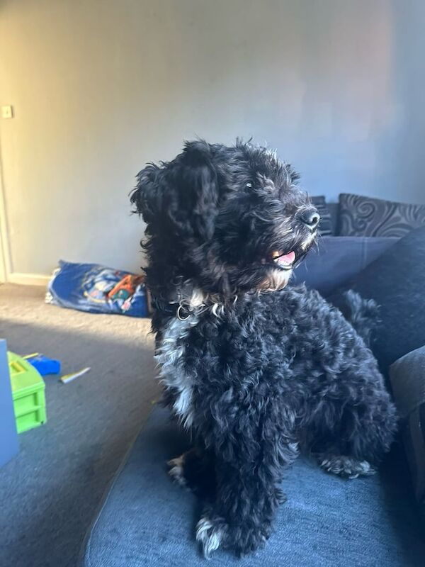 Cockapoo puppies for sale in Knottingley, West Yorkshire – 4 years old