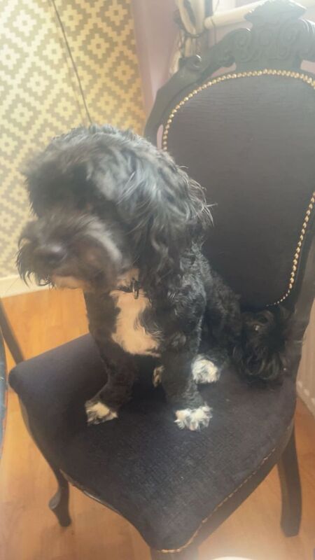 Cockapoo puppies for sale in Knottingley, West Yorkshire – 4 years old - Image 2 of 3