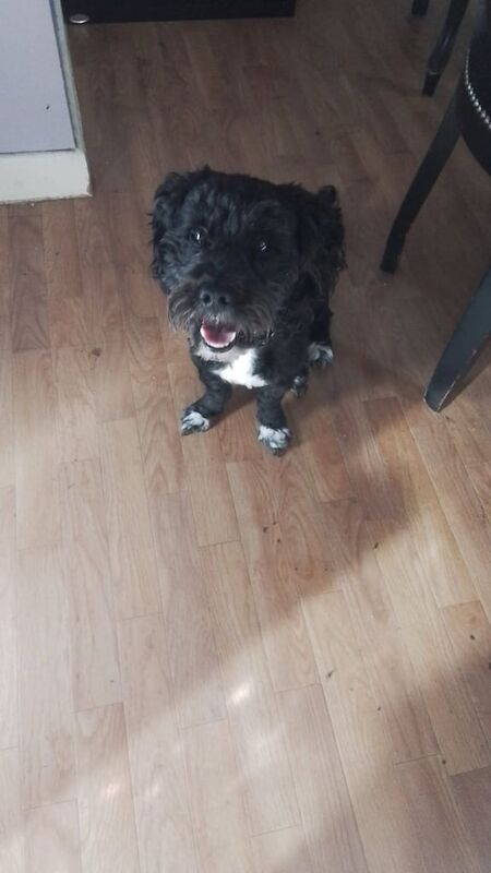 Cockapoo puppies for sale in Knottingley, West Yorkshire – 4 years old - Image 3 of 3