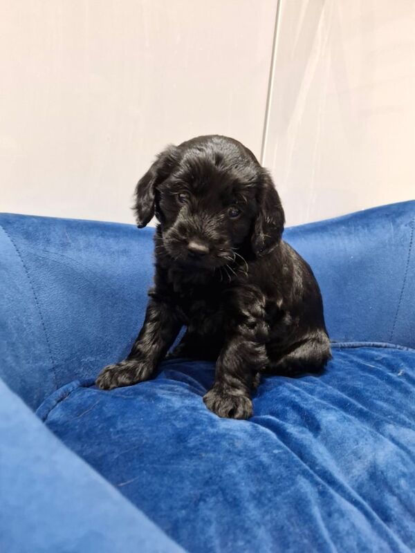 4x cockapoo pups for sale in Stone, Staffordshire - Image 2