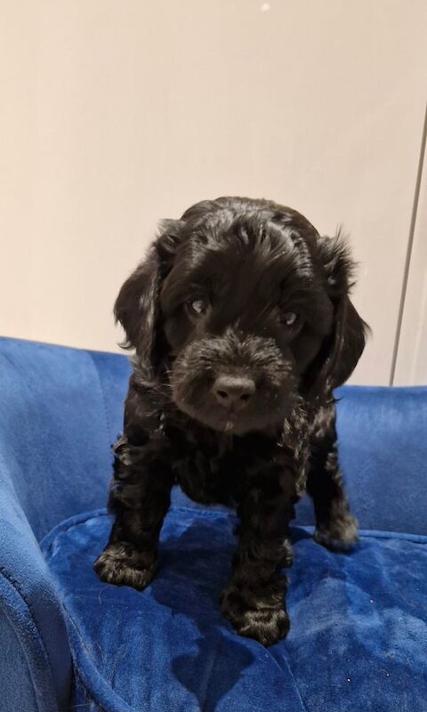 4x cockapoo pups for sale in Stone, Staffordshire - Image 3